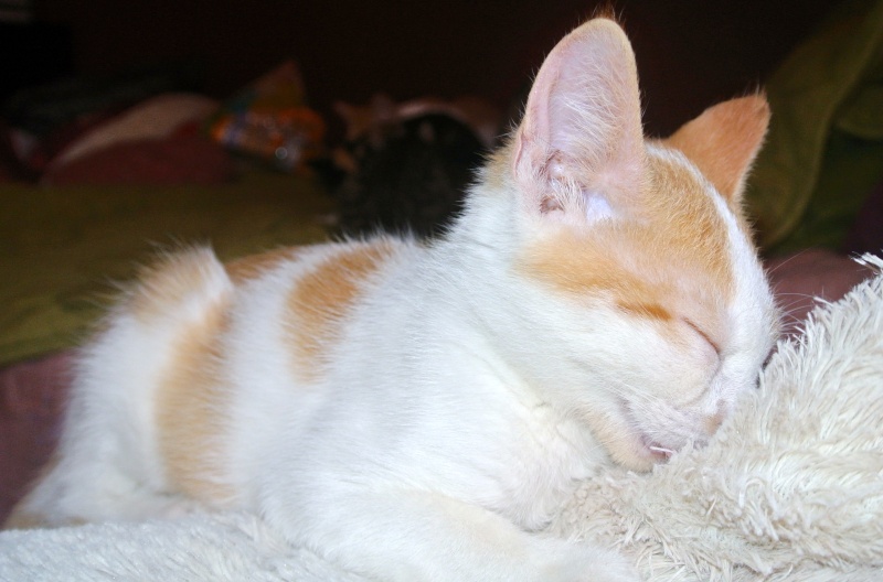 ALTO chaton roux et blanc né en mai 2012, RESERVE Dsc_6417