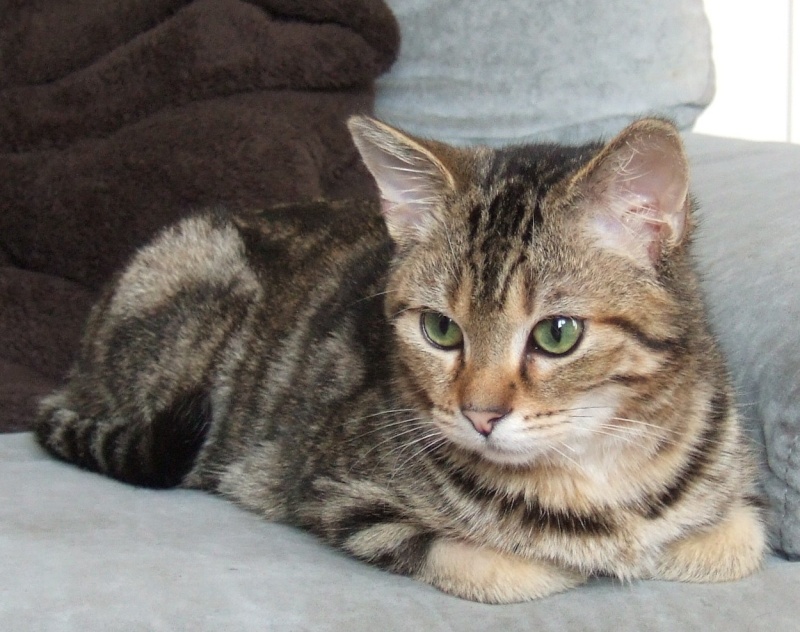 Texas chaton tigré né en avril 2012 -  Texas_10