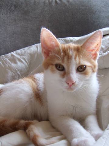 POOPS chaton roux et blanc né en mai 2012 Tn10