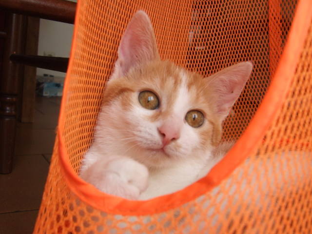POOPS chaton roux et blanc né en mai 2012 Tn_110