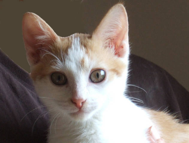 ALTO chaton roux et blanc né en mai 2012, RESERVE Tn_510