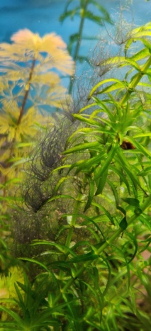 Algues dans mon aquarium Img_2016
