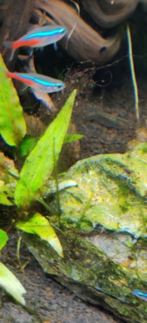 Algues dans mon aquarium Img_2017