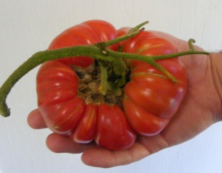 PNW: Tomato Tuesday 2012 - Page 4 Dscf0045