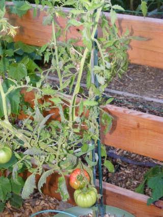 PNW: Tomato Tuesday 2012 - Page 4 Dscf0049