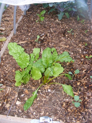 PNW: Fall garden planning - do you know your first frost date? Dscf0056