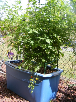 PNW: Tomato Tuesday 2012 - Page 4 Dscf0120