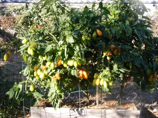 PNW: Tomato Tuesday 2012 - Page 5 Dscf0210