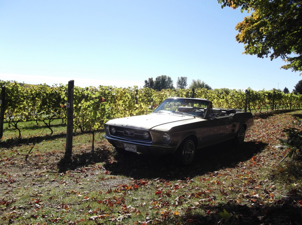 Séance photo de ma Mustang au Vignoble Prémont Dscf8419