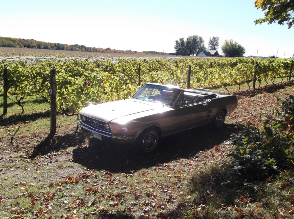 Séance photo de ma Mustang au Vignoble Prémont Dscf8423