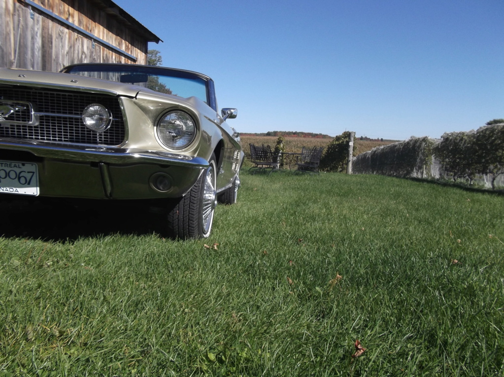 Séance photo de ma Mustang au Vignoble Prémont Dscf8450