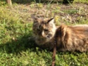 Mes chats Img_0611