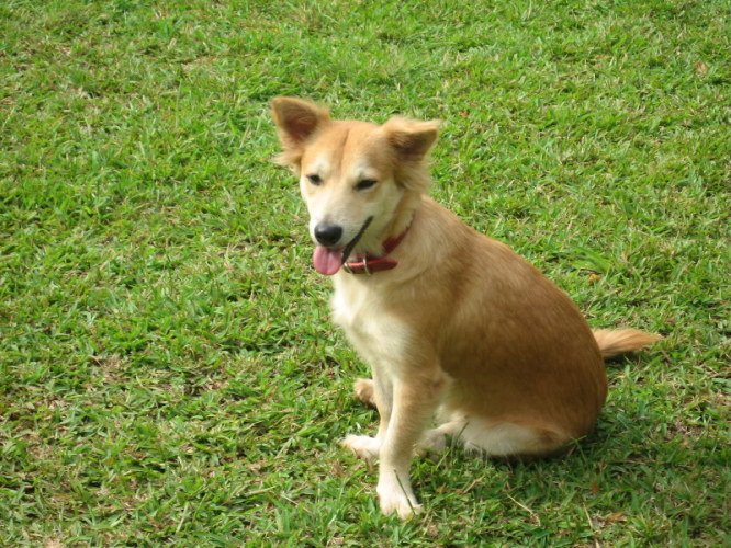 DISPARU - LULU, chienne beige (ressemble à un renard, disparu 2/08/12  48649210