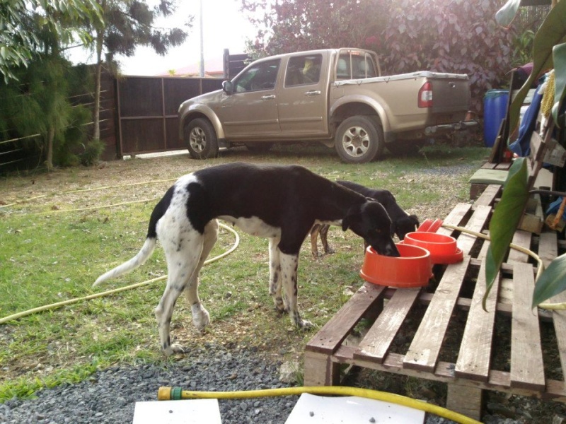 CHIOT - Chienne lévrier et son chiot, trouvés, 08/12 54251910