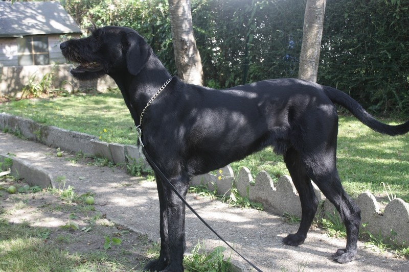 Gaïko, Schnauzer géant x irish wolfhound, journal 2. 510