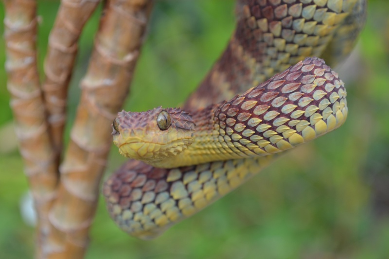 New setup by my male Atheris squamigera Dsc_0511