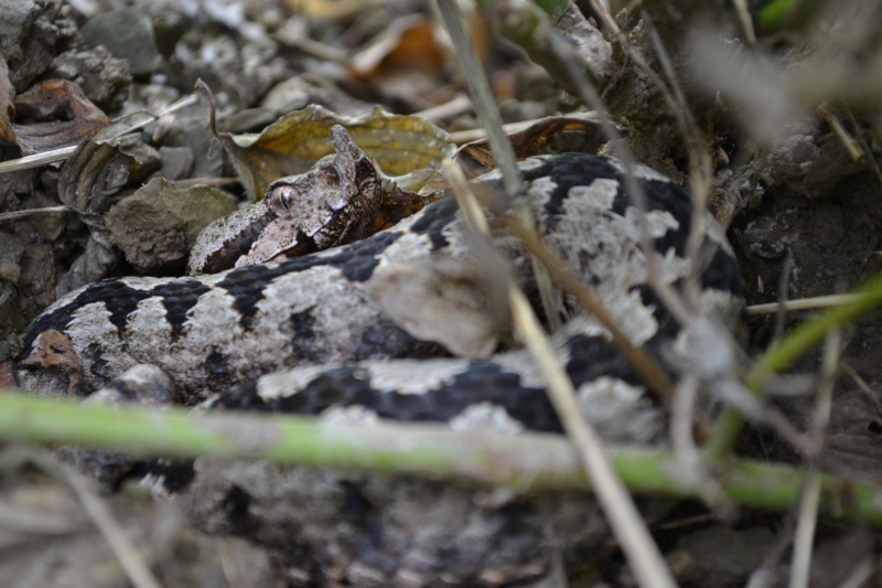 Some pictures from today's herp Dsc_0812