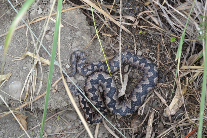 Some pictures from today's herp Dsc_0813