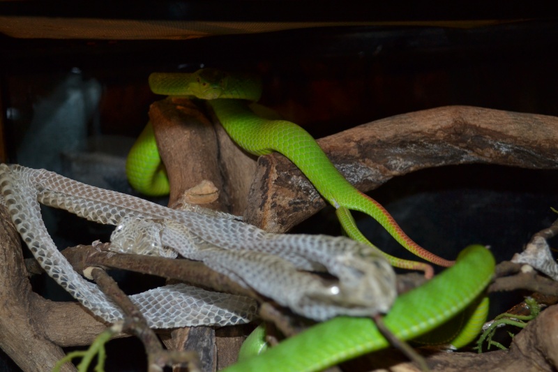 Surprise in C. albolabris terrarium Dsc_1010