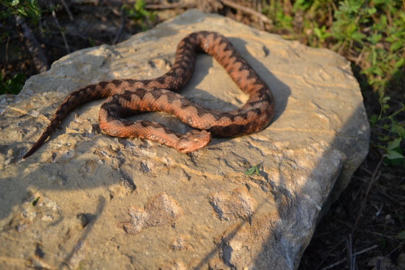 Some pictures from today's herp Dsc_1119