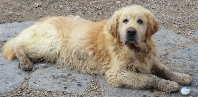 LEO -  x golden retriever 10 ans - Refuge de Filemon à Amiens (80) en fa Cimg1017