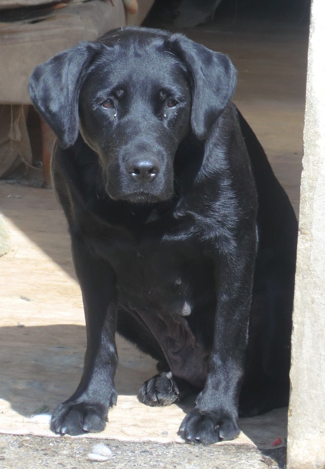 Kika - Labrador noire - née le 23/04/2007 ( refuge de filemon 80 ) Cimg1030