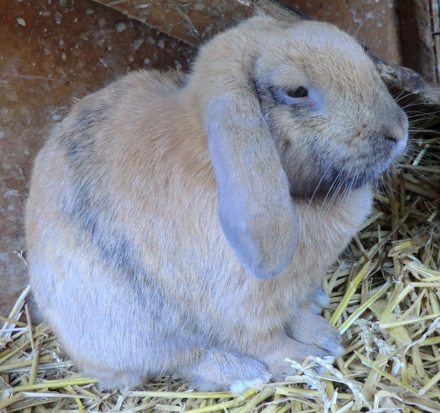 Les lapins à l'adoption au refuge ( Octobre 2012 ) Cimg1333