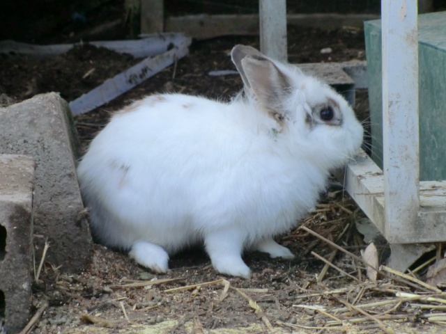 Les lapins à l'adoption au refuge ( Octobre 2012 ) Cimg2310