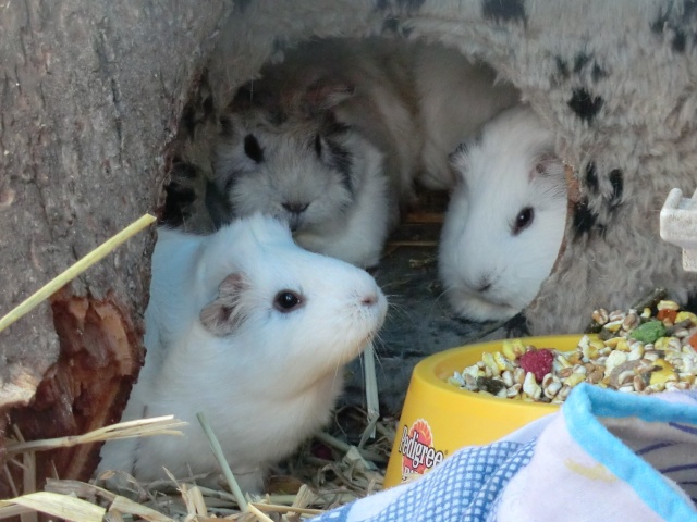 Les cochons d'inde à l'adoption au refuge ( Octobre 2012 ) Cimg6410