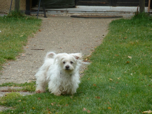 YOUKI X BICHON NE 24/02/01 REFUGE DE FILEMON AMIENS 80 Youkib11