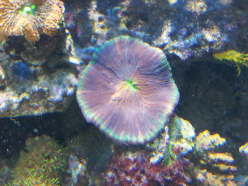 Qui connait ce corail 2012-110