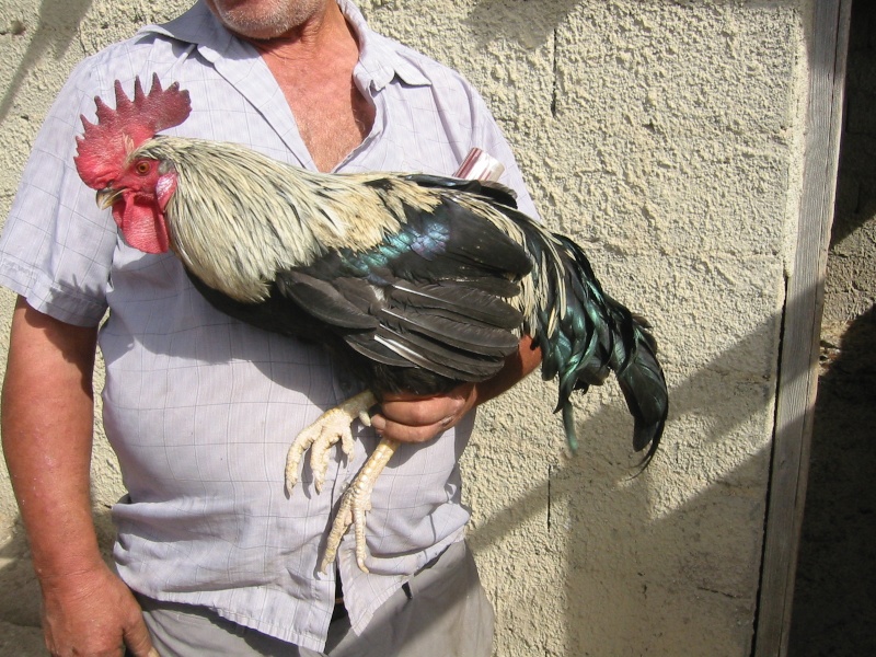 Polli siciliani ibridati con polli stranieri 516