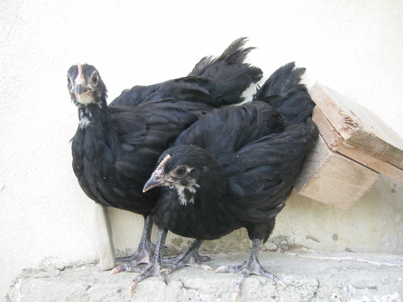 POLLI AUSTRALORP Img_6625