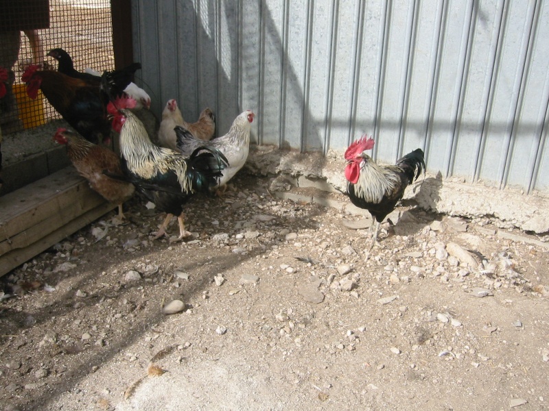 Polli siciliani ibridati con polli stranieri Img_7715