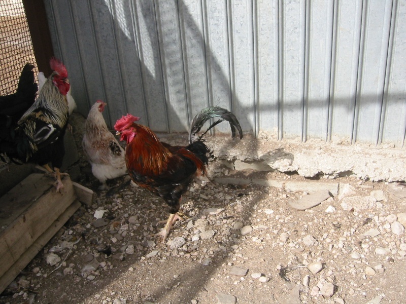 Polli siciliani ibridati con polli stranieri Img_7717