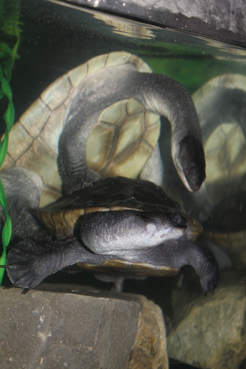 chelodina Mccordi X Img_4912