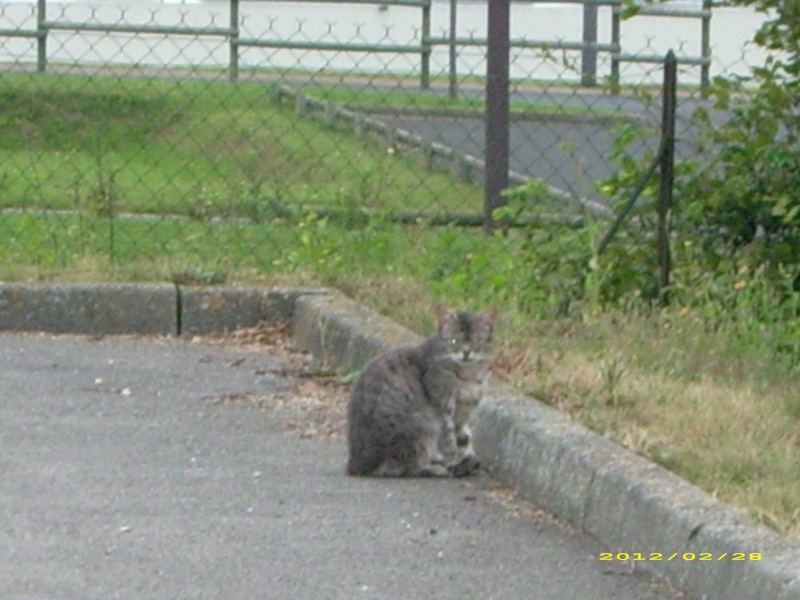 CHAT "LIBRE" BLESSE Dsci0113