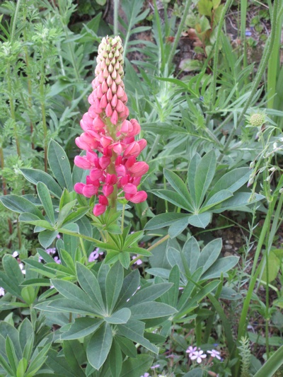 Le Lupin Gentilhomme Img_0323