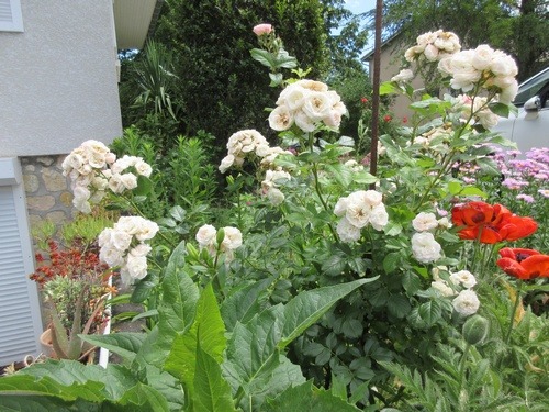 Rosa 'Bouquet Parfait' !!! - Page 9 Img_0448