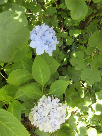 Hydrangea !!! - Page 4 Img_0612