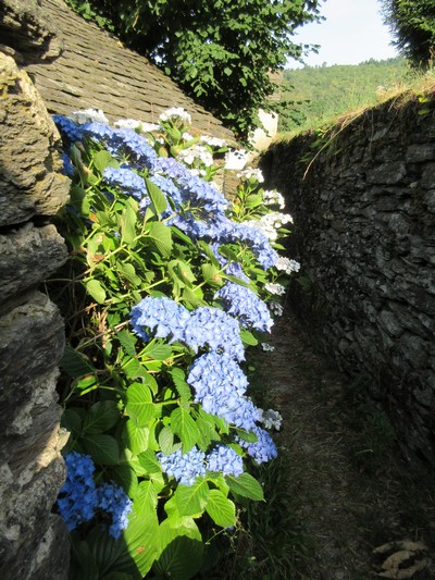 Hydrangea !!! - Page 5 Img_0628