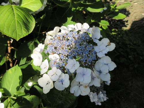 Hydrangea !!! - Page 5 Img_0630