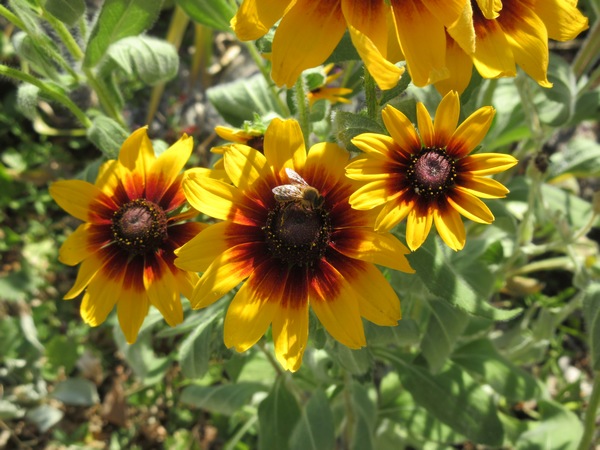 Rudbeckia !!! - Page 9 Img_0647