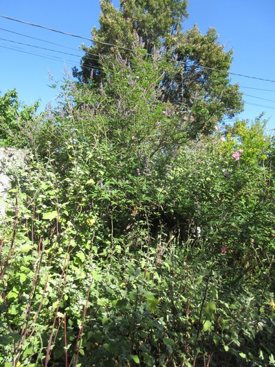 Vitex Agnus Cactus !!! - Page 3 Img_1550