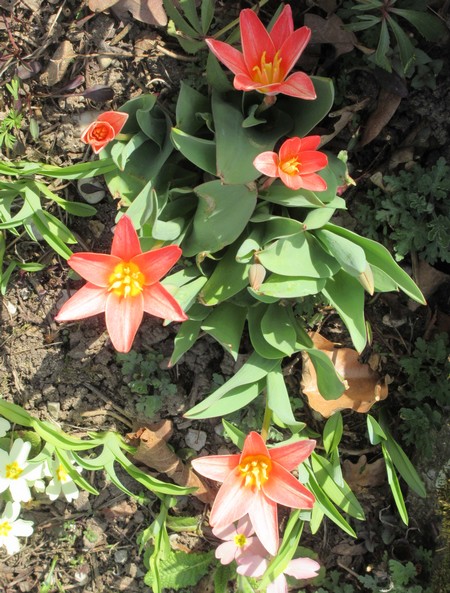 Tulipes. - Page 2 Img_1936