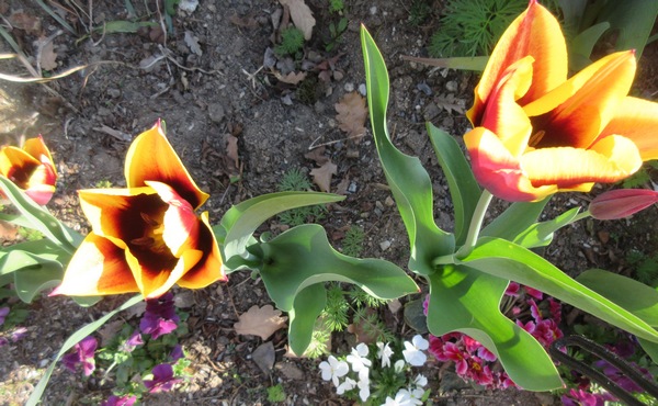 Tulipes. - Page 3 Img_2025