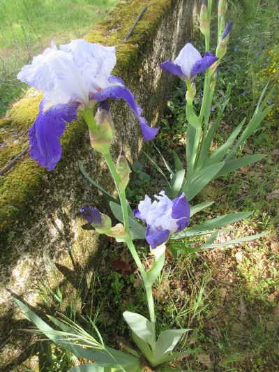 2020 - Iris ! - Page 12 Img_2223