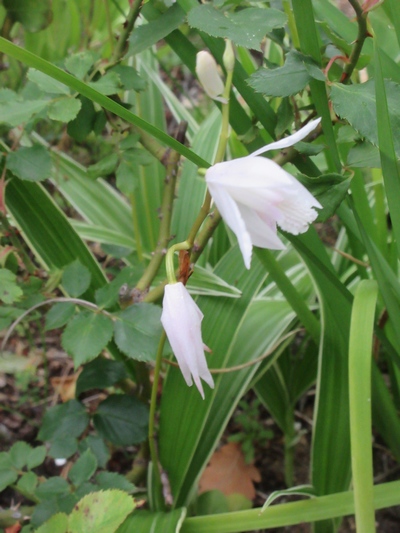 Autre feuillage // Bletilla Img_2325