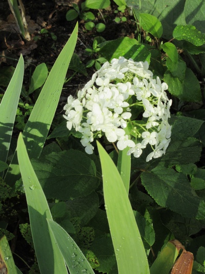 Hydrangea !!! - Page 19 Img_2520
