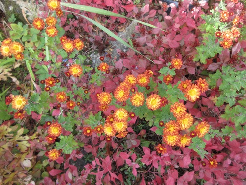 Fleurs d'Automne Img_2732